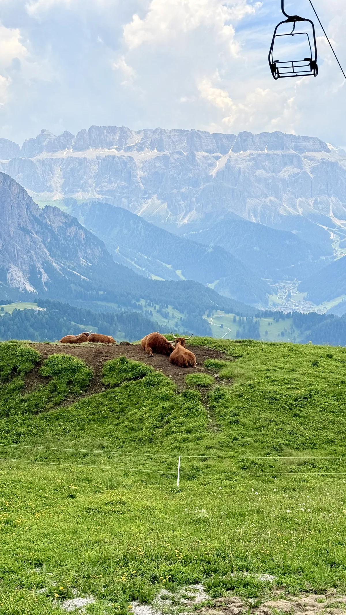 Furry cows resting in a green pasture with a cable car and mountains in the background, in the Dolomites