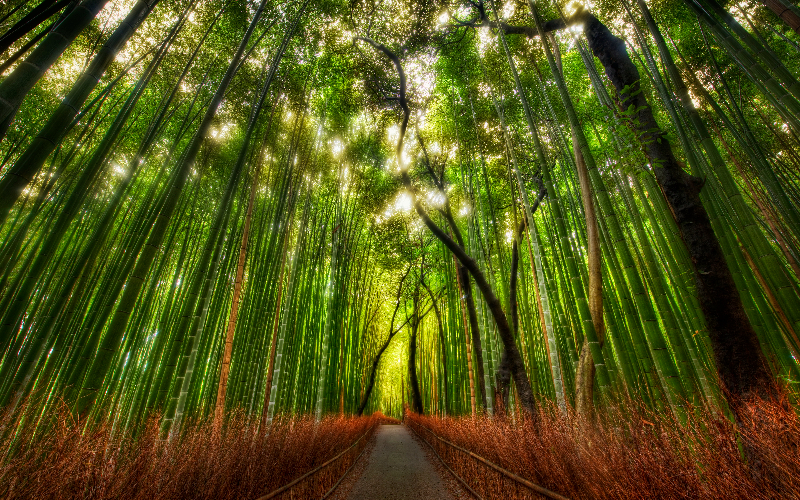 Arashiyama Bamboo Grove in Kyoto, Japan