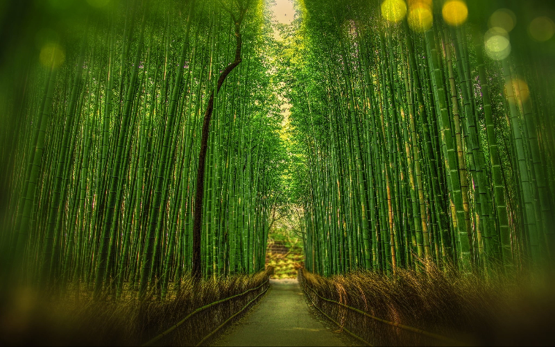 Bamboo forest in Arashiyama, Kyoto, Japan