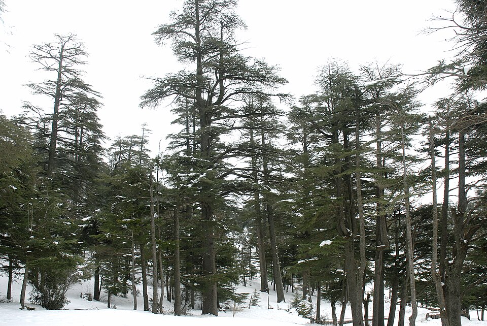 Paisagem montanhosa de Ifrane com floresta de cedros e neve no Médio Atlas, Marrocos