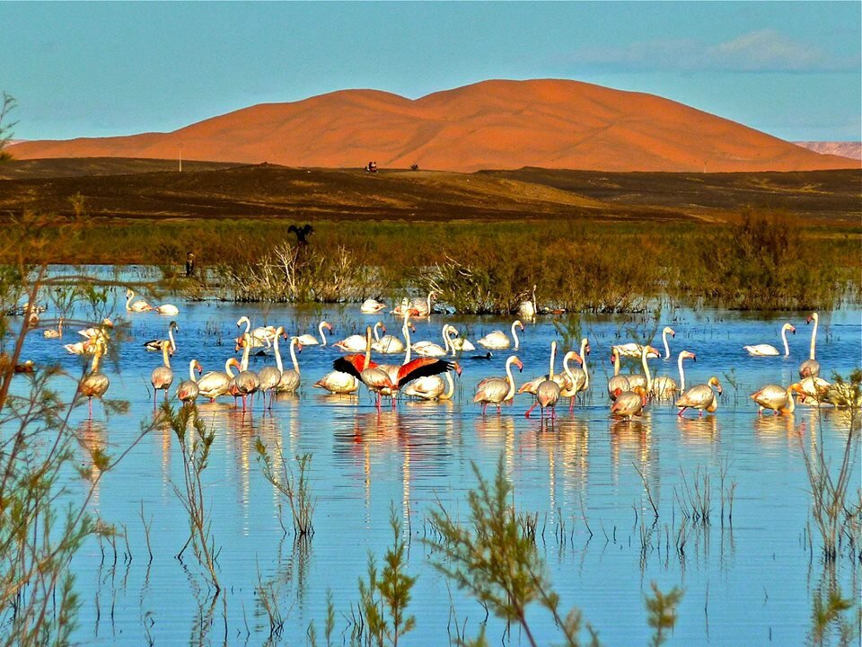 Dayet Srij lake near Merzouga with flamingos visible in the shallow water, Morocco