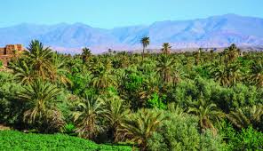 Palmeirais verdes do Vale de Tinghir contrastando com as montanhas rochosas ao fundo, Marrocos